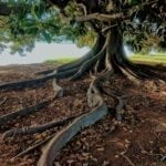 The Human Roots of Successful Business // generateleadership.com